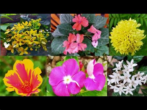 iba't ibang uri ng bulaklak drawing|Ibat ibang uri ng bulaklak na matatagpuan sa pilipinas .